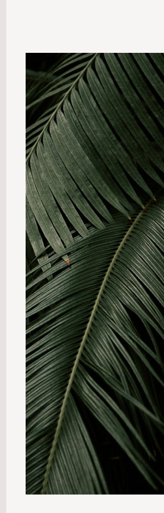 Palmier vert · feuilles luxuriantes