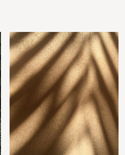 Palmier doré · ombre chaude