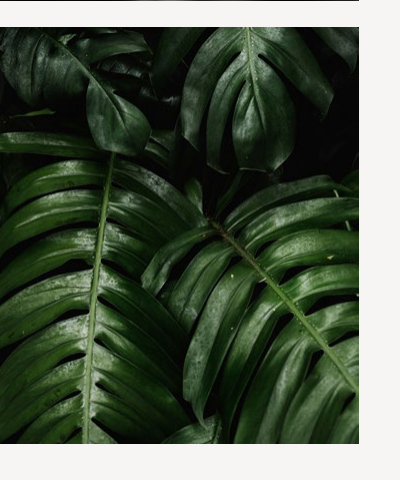 Plante verte · feuilles